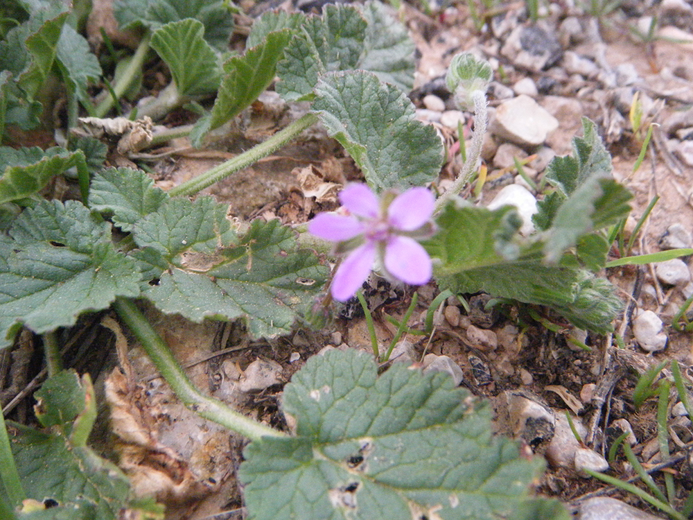 Erodium malacoides (Cadieretes)